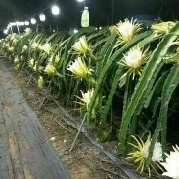 火龙果专用补光灯生长灯反季节种植灯