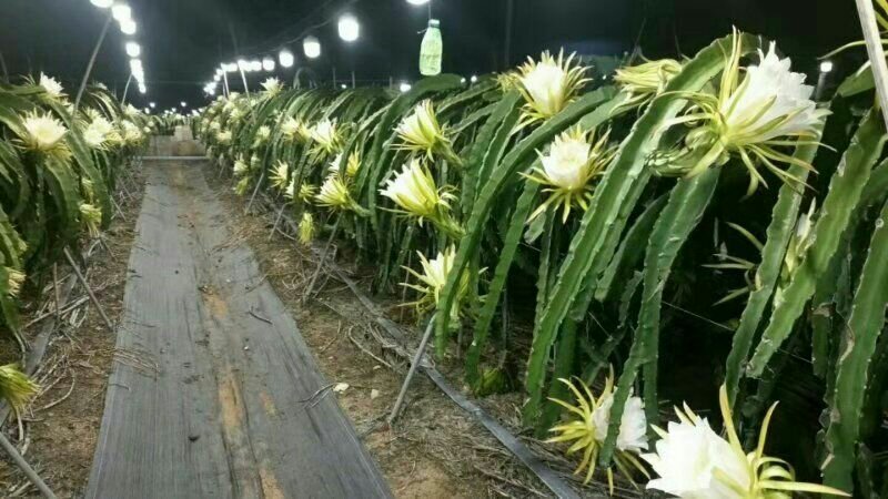 火龙果专用补光灯生长灯反季节种植灯