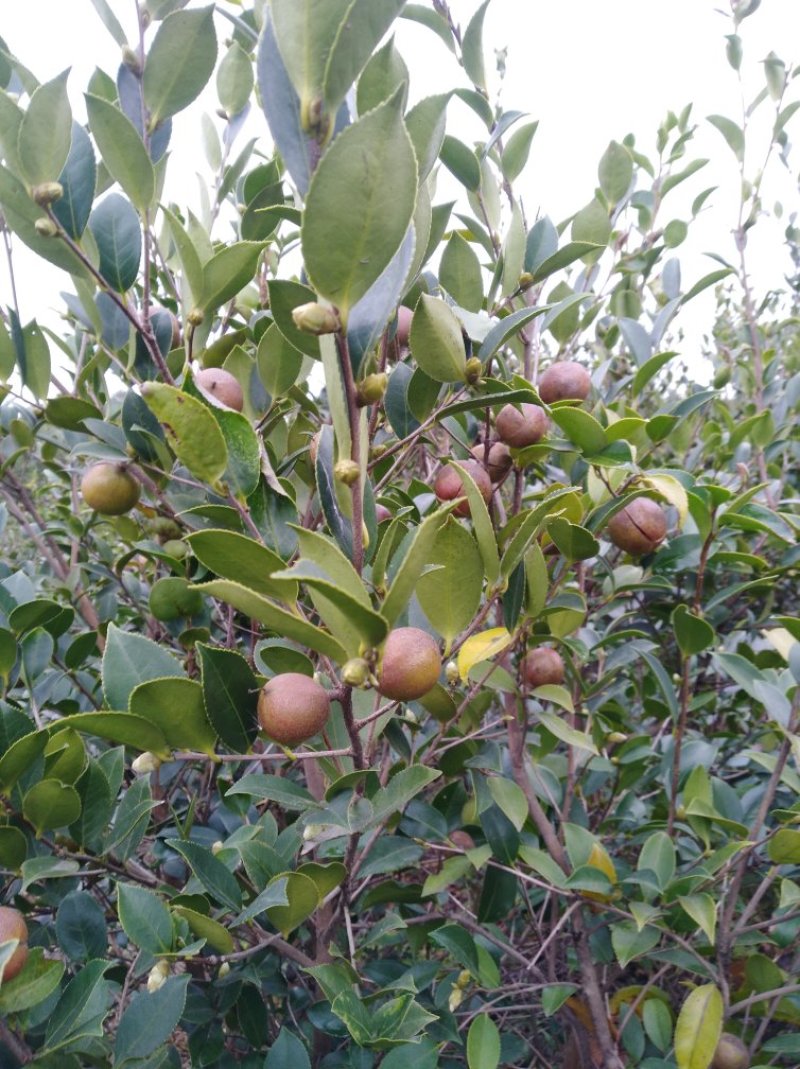 油茶籽
