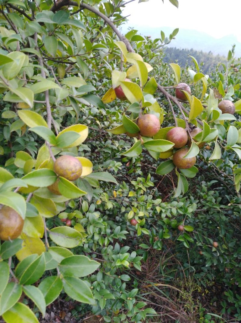 油茶籽