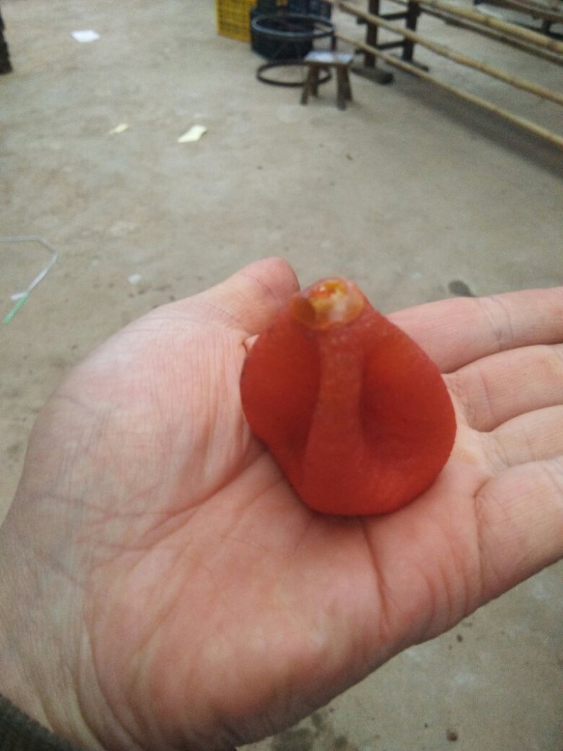 广西柿饼