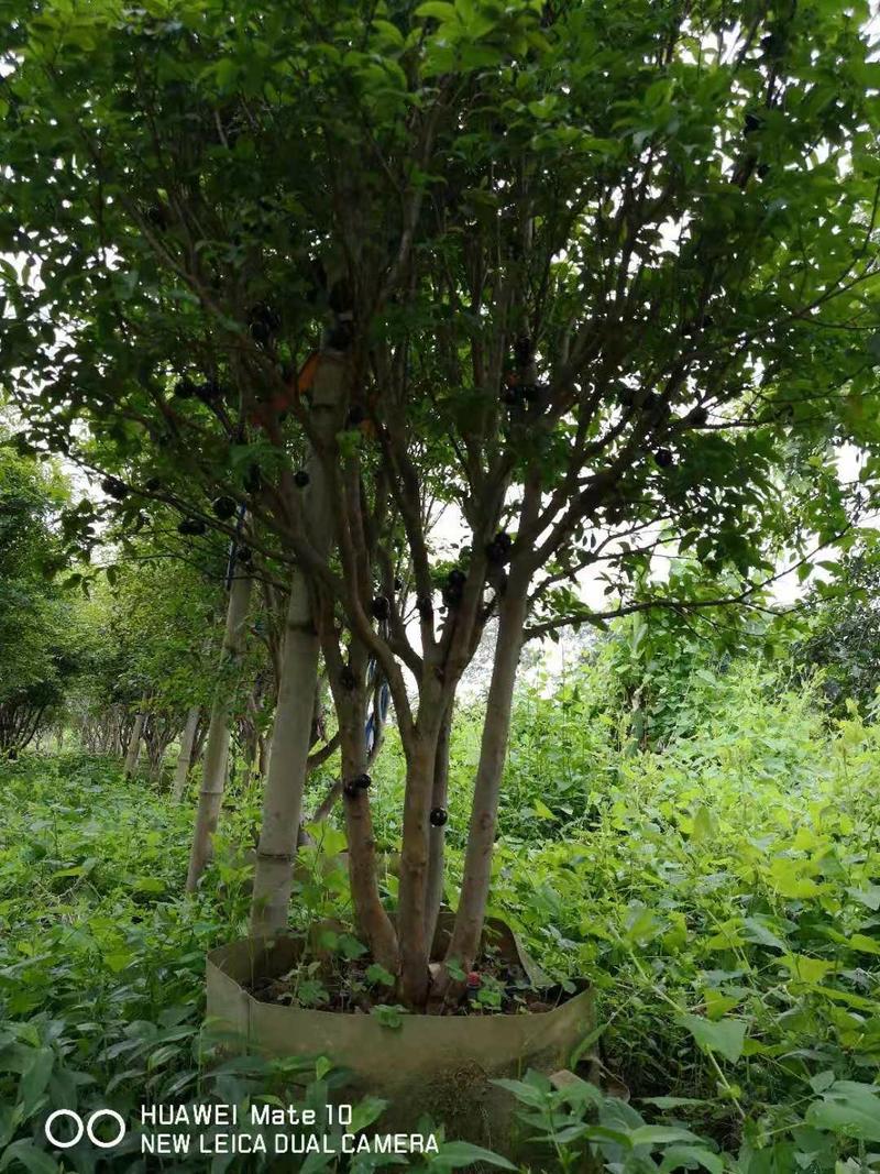 树葡萄（台湾嘉宝果）