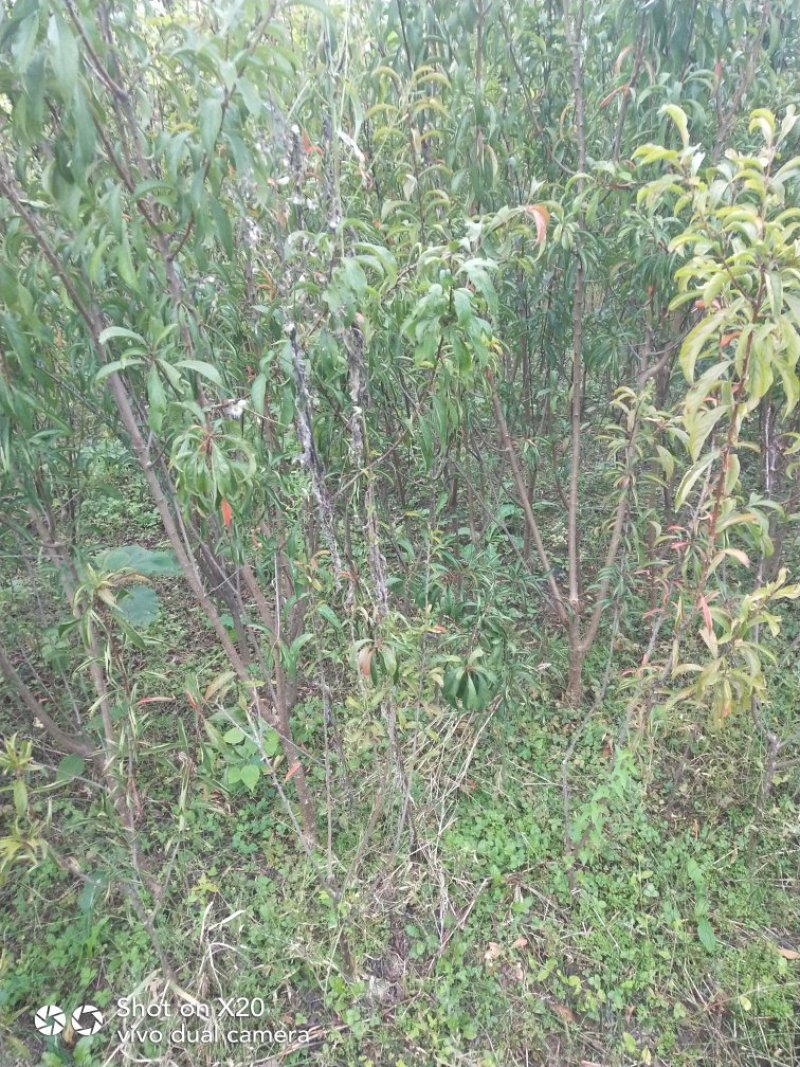正中峰糖李子苗技术支持