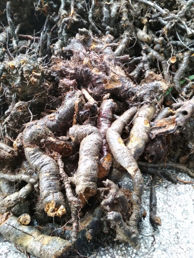 野生虎杖干货