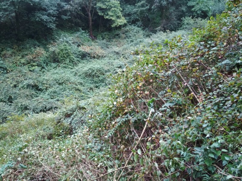 野生虎杖干货