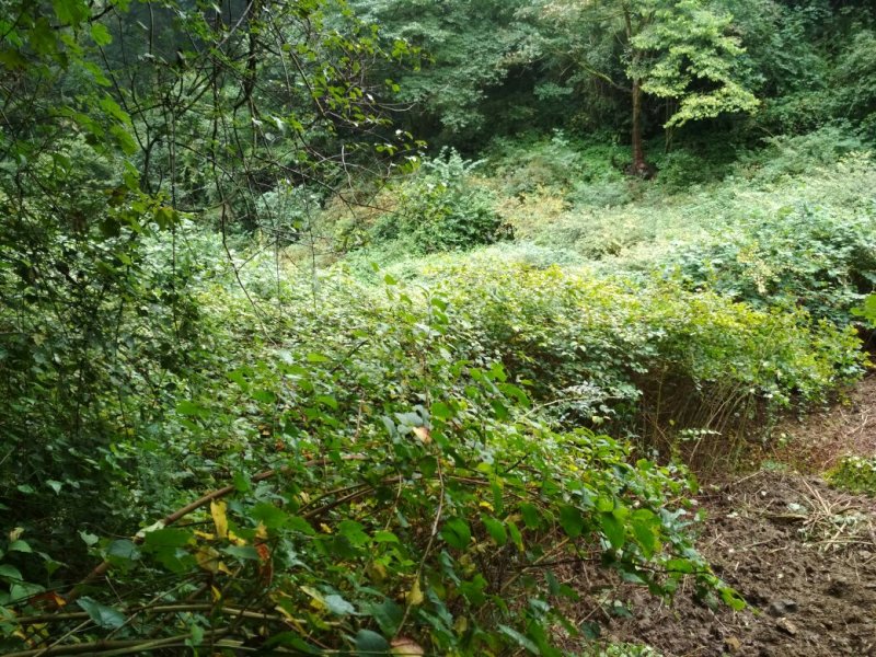 野生虎杖干货