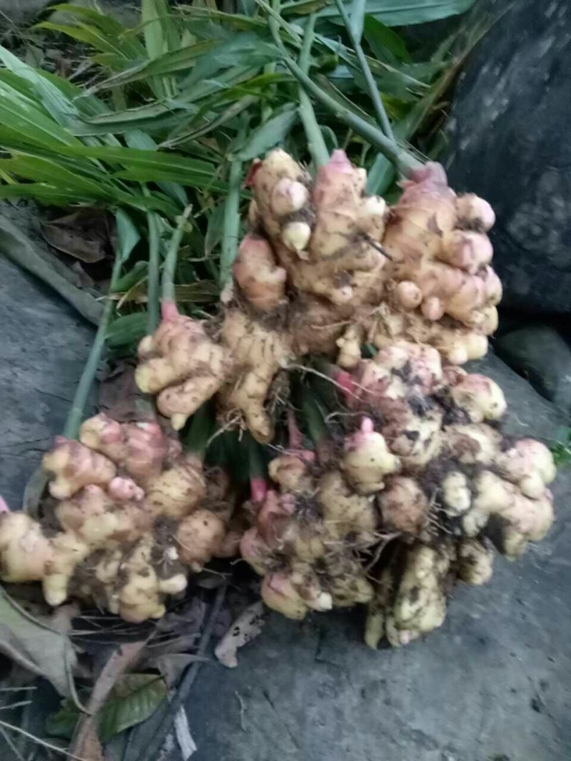 小白姜种