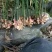 小白姜种