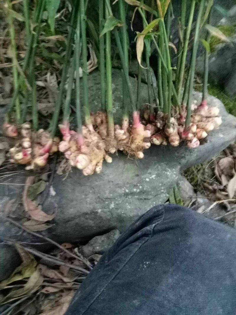 小白姜种