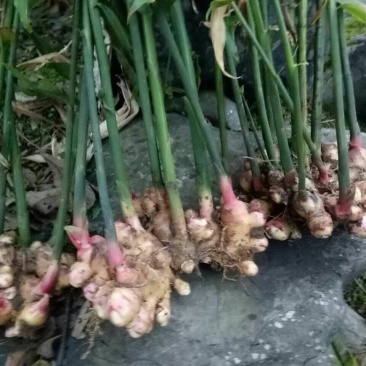 小白姜种