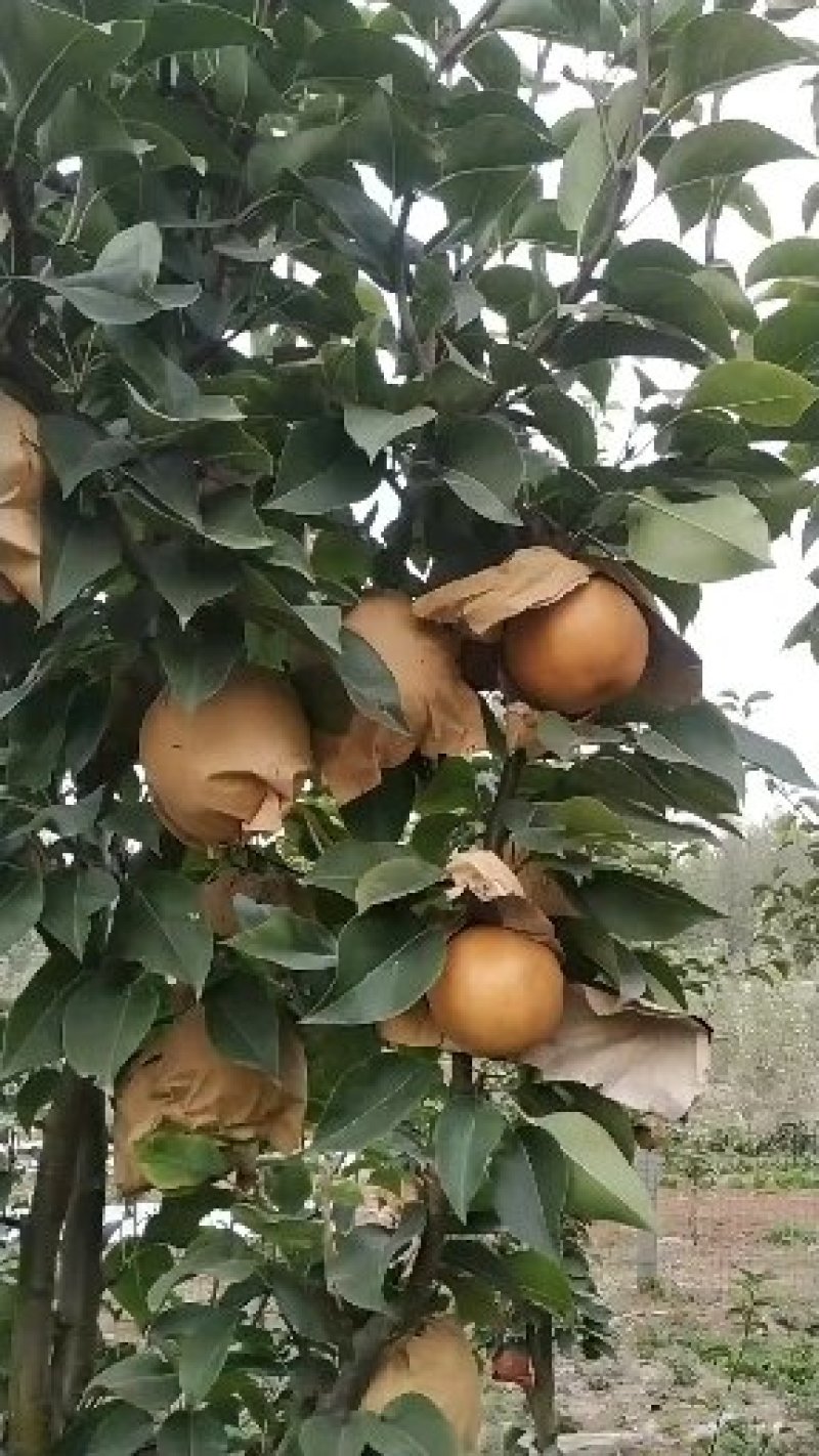 晚秋黄梨