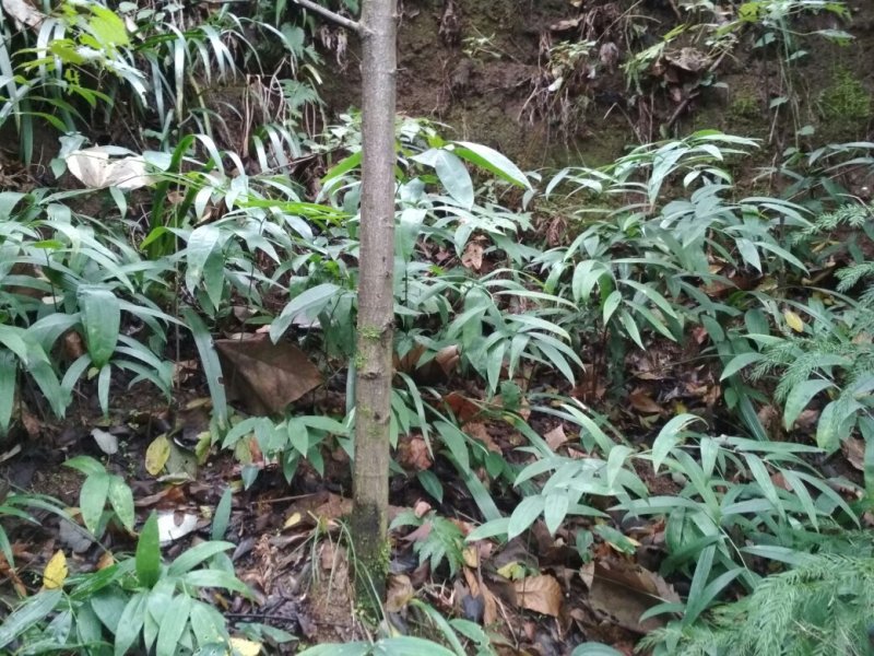 四川不倒苗黄精种苗