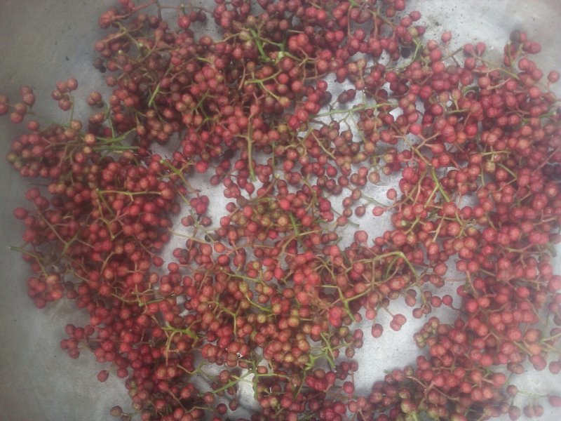 河北大红袍花椒苗，可建园，做篱笆墙，，产量高，宜关理，