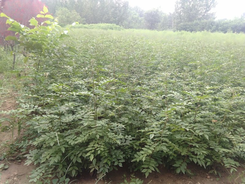 河北大红袍花椒苗，可建园，做篱笆墙，，产量高，宜关理，