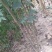 河北大红袍花椒苗，可建园，做篱笆墙，，产量高，宜关理，