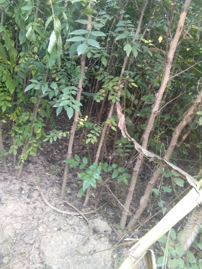 河北大红袍花椒苗，可建园，做篱笆墙，，产量高，宜关理，