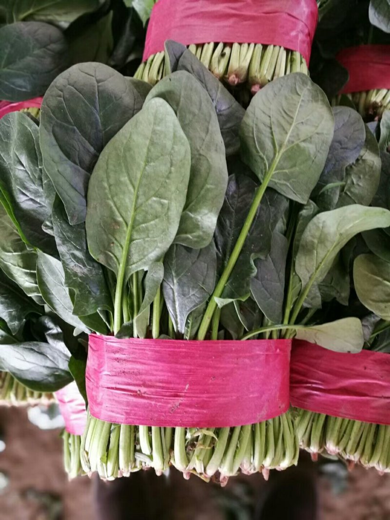 山东泰安大菠菜泡沫箱小菠菜产地发货，货源稳定