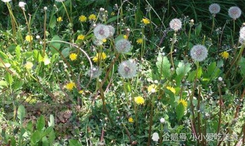 蒲公英新鲜叶子，欢迎来电