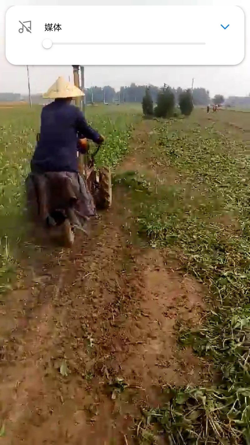 蒲公英新鲜叶子，欢迎来电