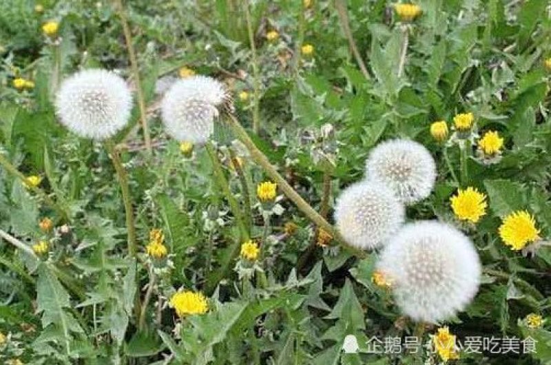 蒲公英新鲜叶子，欢迎来电