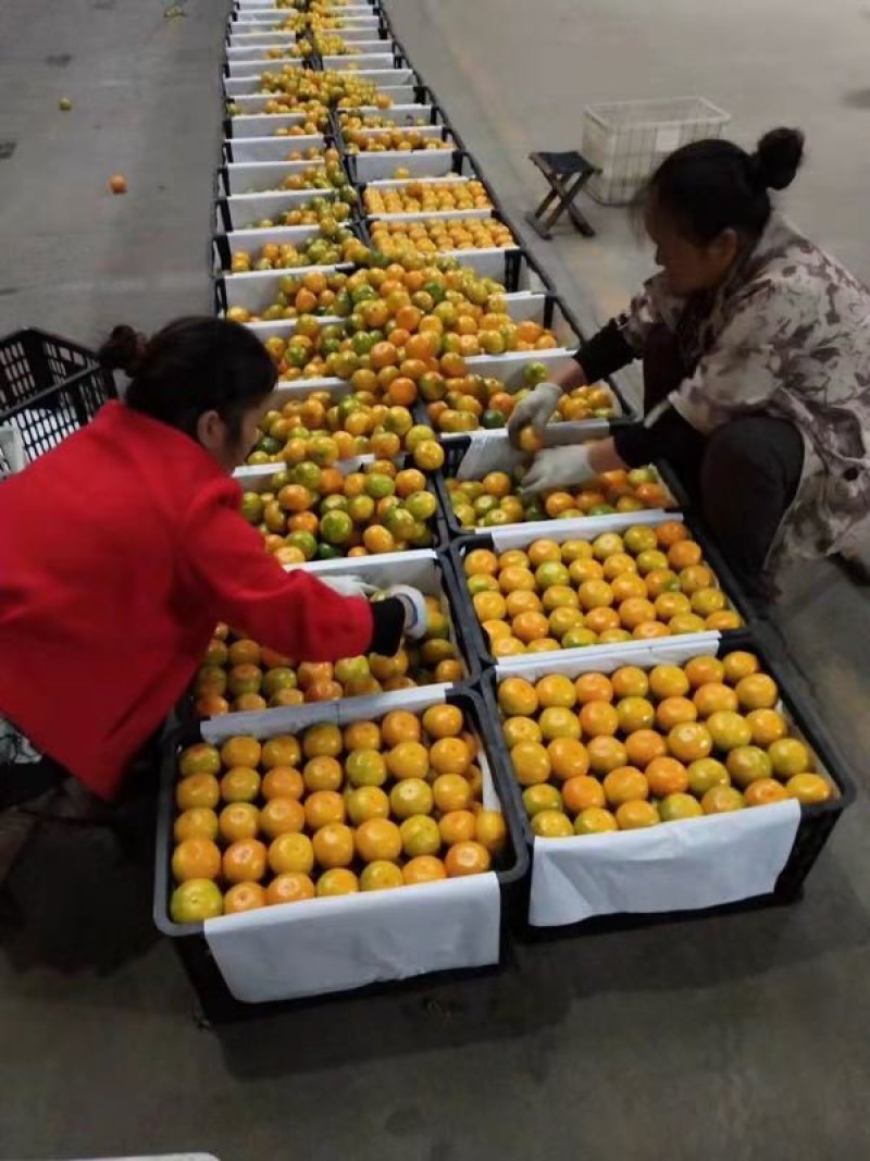 蜜橘🍊成熟无核蜜橘皮薄个大挂树鲜果入口即化一手货