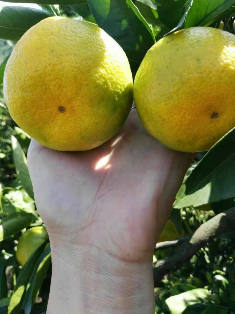 蜜橘🍊成熟无核蜜橘皮薄个大挂树鲜果入口即化一手货