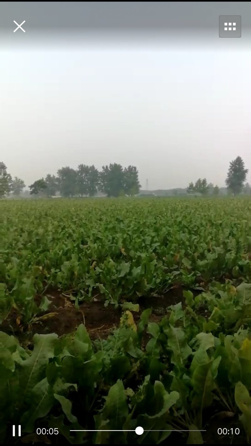 辣根