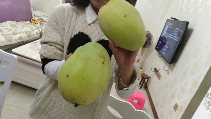 攀枝花纯天然无公害芒果