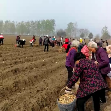 辣根种苗