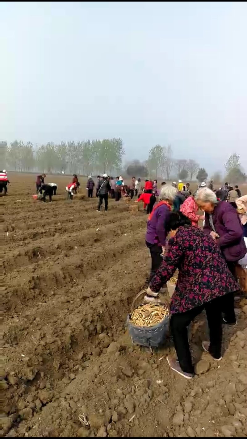 辣根种苗
