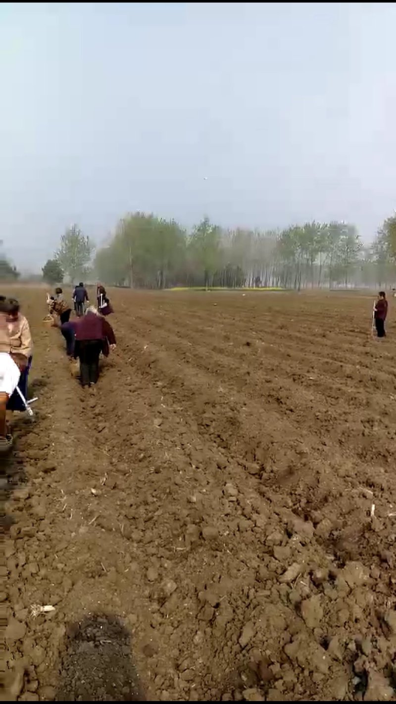 辣根种苗
