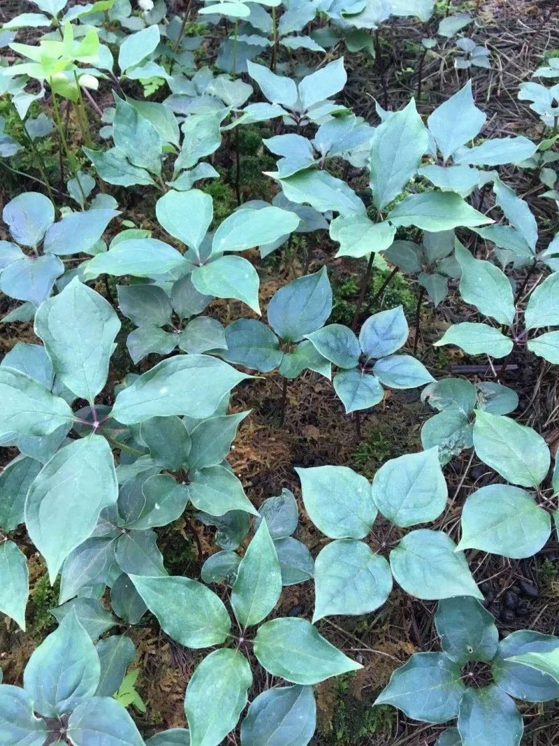 各种药材种苗供应，白芨干品供应