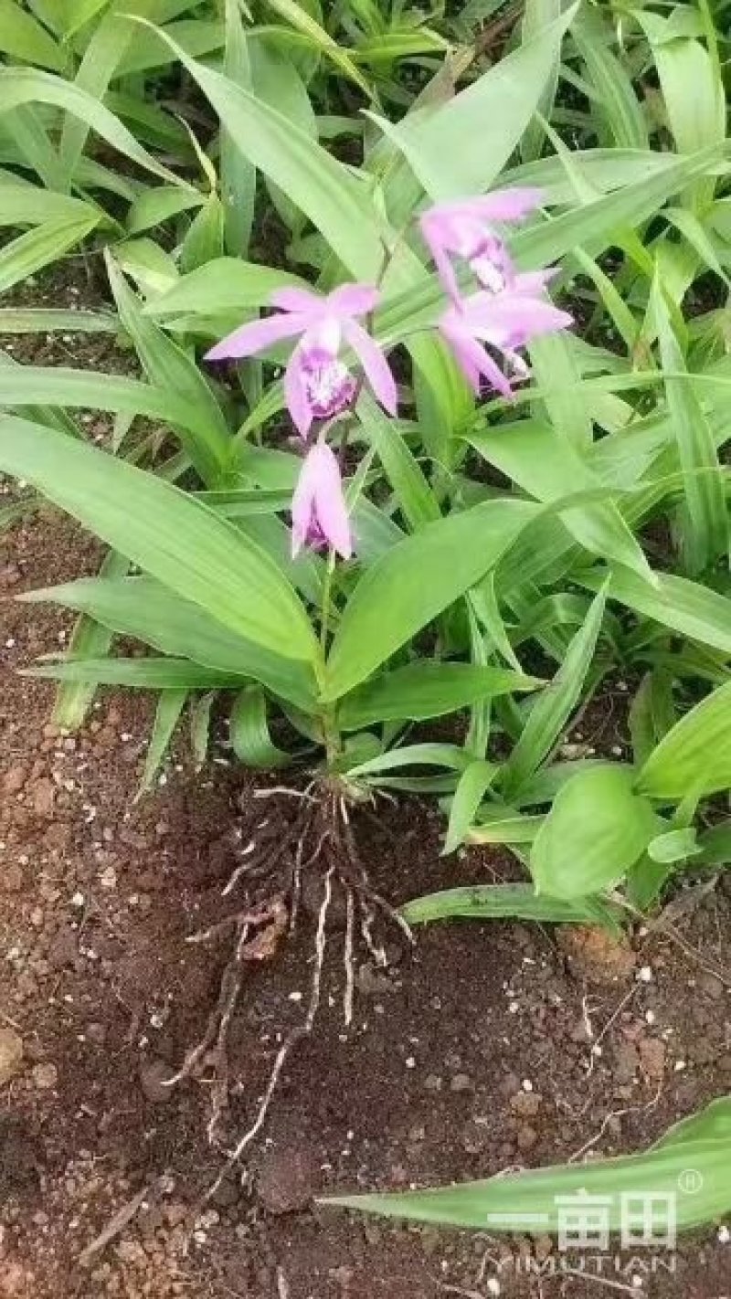 各种药材种苗供应，白芨干品供应