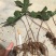 各种药材种苗供应，白芨干品供应