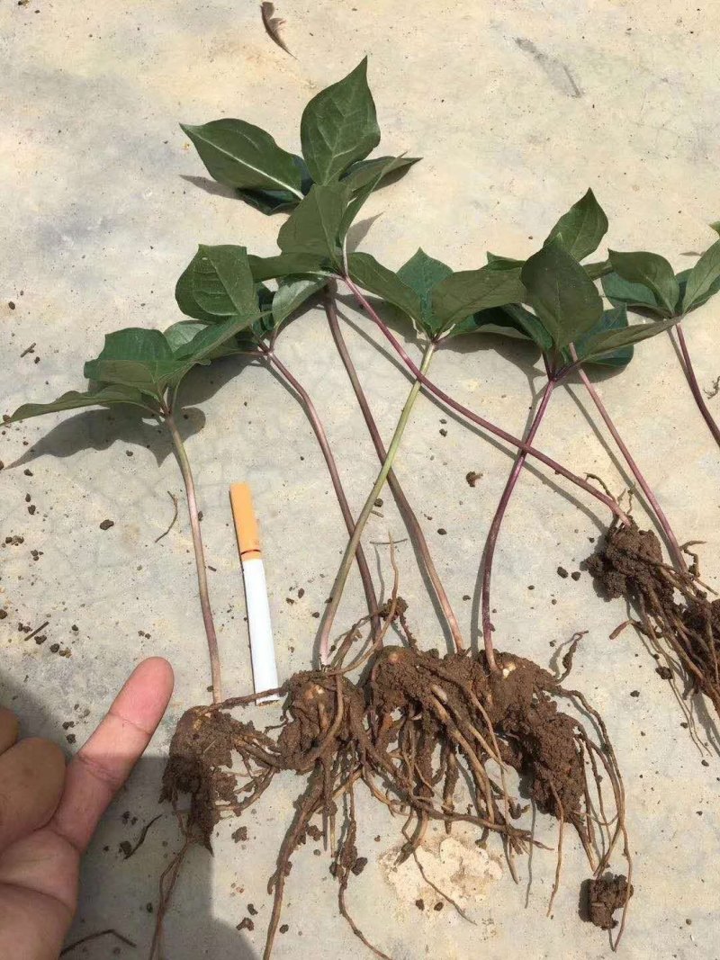各种药材种苗供应，白芨干品供应