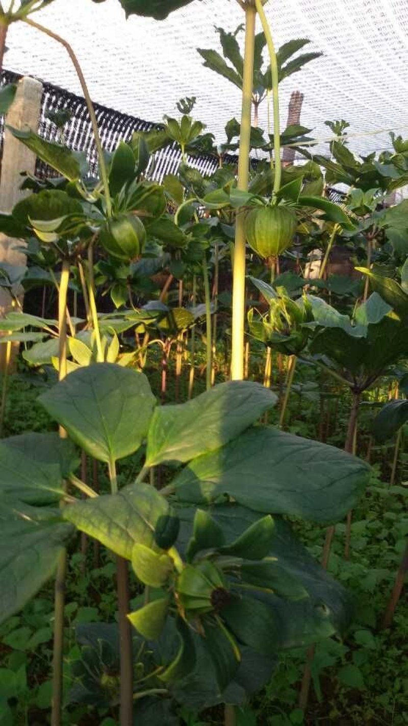 各种药材种苗供应，白芨干品供应