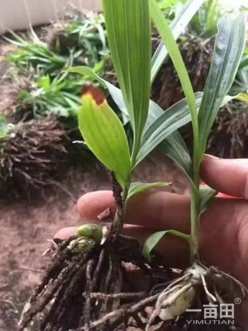 各种药材种苗供应，白芨干品供应
