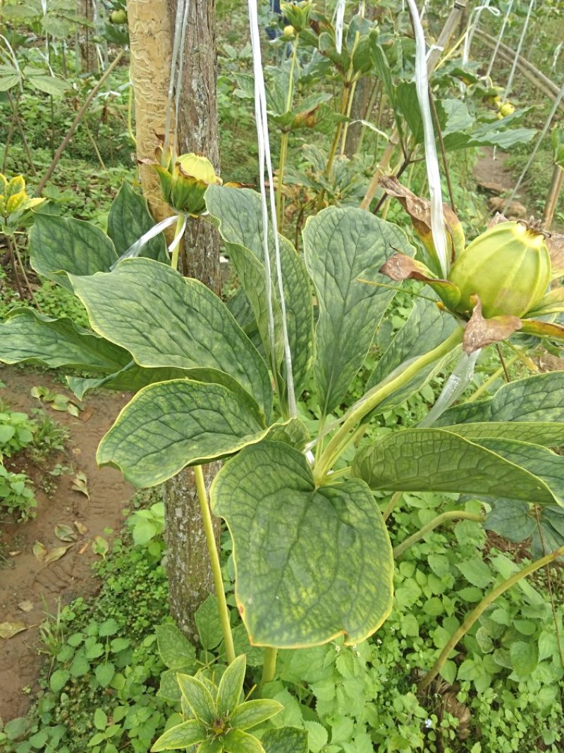 各种药材种苗供应，白芨干品供应