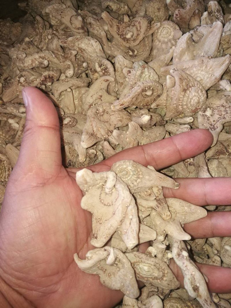 各种药材种苗供应，白芨干品供应