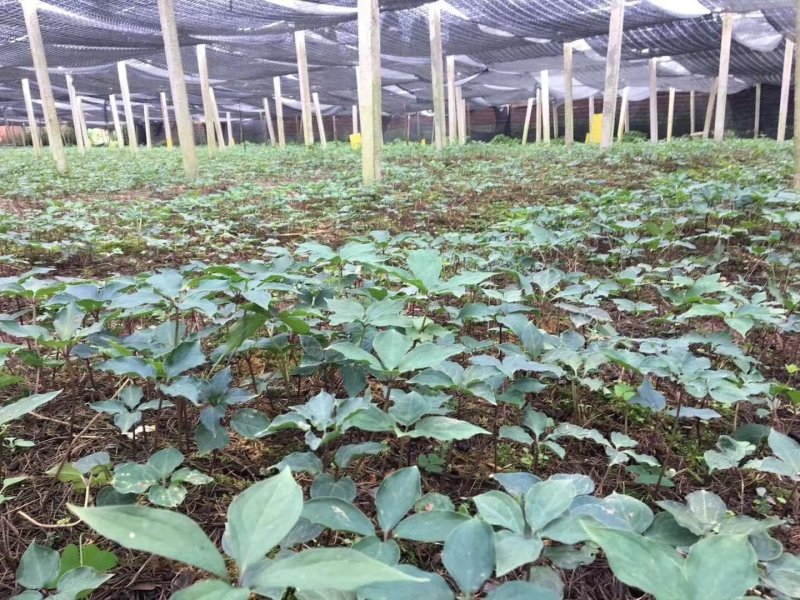 各种药材种苗供应，白芨干品供应