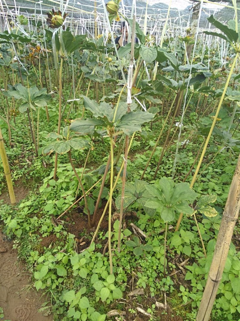 各种药材种苗供应，白芨干品供应