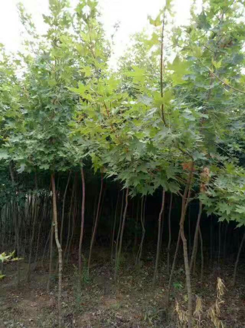 枫树苗