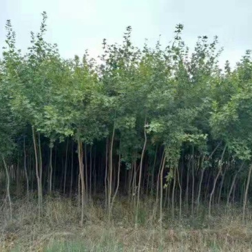 枫树苗