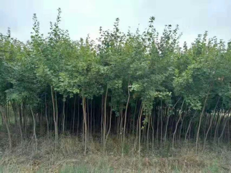 枫树苗