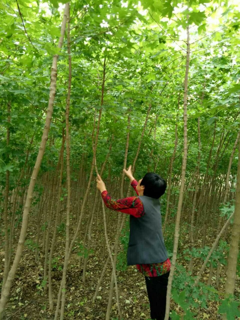 枫树苗