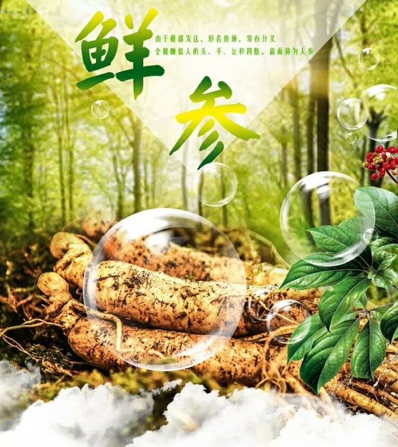 长白山鲜人参
