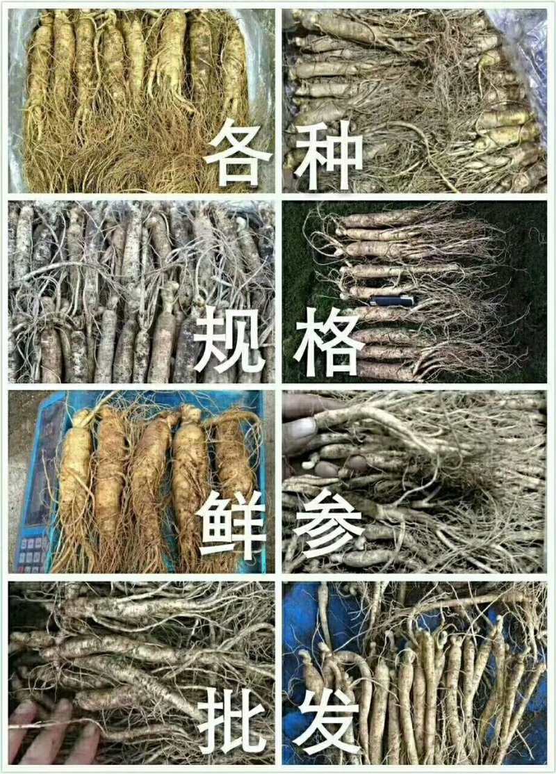 长白山鲜人参