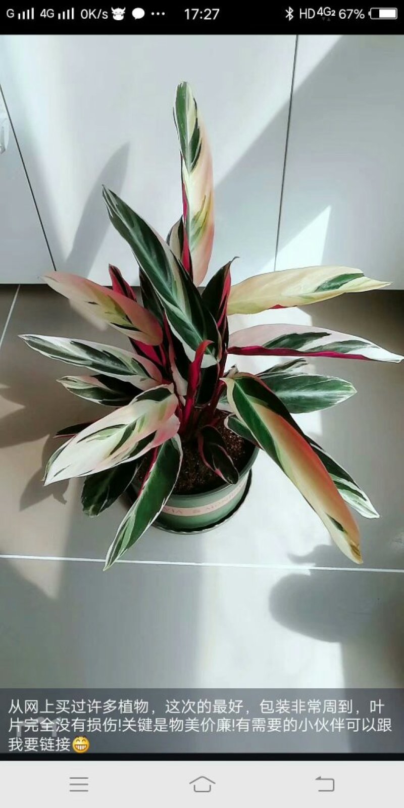 七彩竹芋，，波浪竹芋