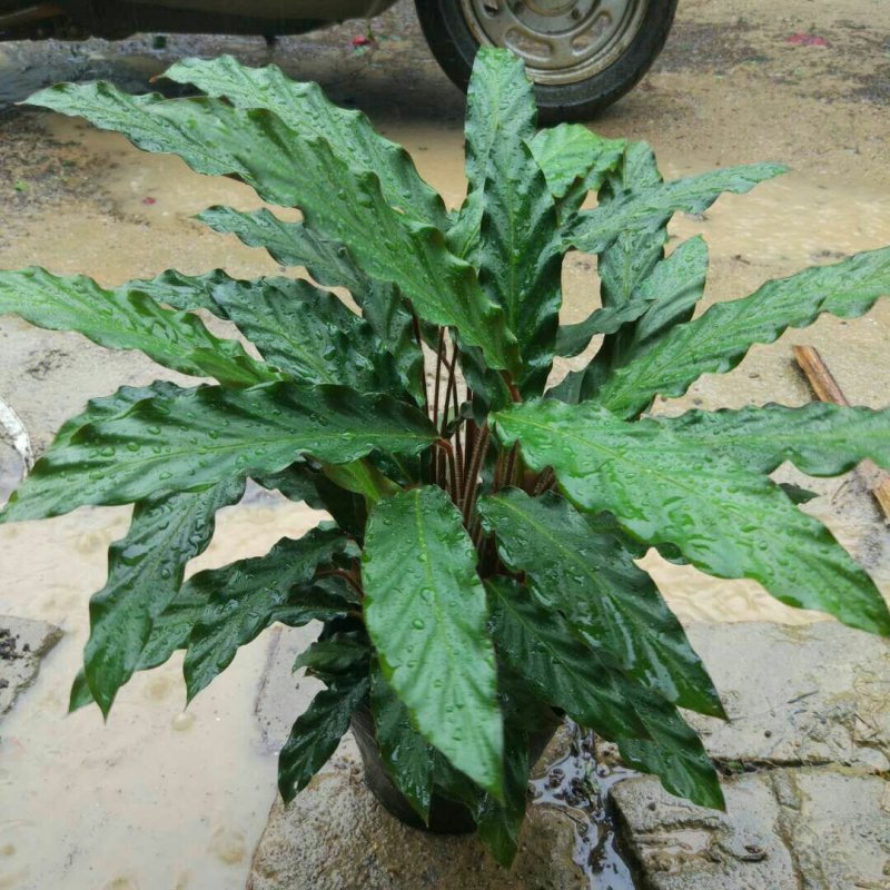 七彩竹芋，，波浪竹芋