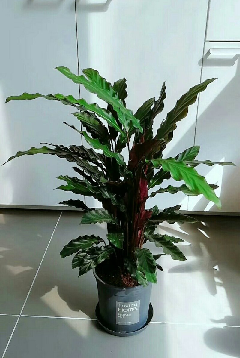 七彩竹芋，，波浪竹芋